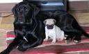 bell_and_pug_puppy