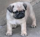 example_of_our_male_pugs