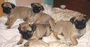 holly_and_gretta_s_pups_2007