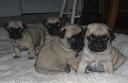 mollys_march_pugs