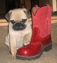 pug_with_boot