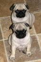 pugs_holly_7-16-08_males