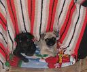 pugs_in_a_tent