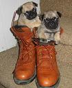 pugs_in_abbys_boot