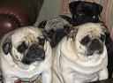 pugs_on_a_chair