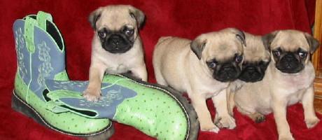 mollys_pugs_with_boots.jpg