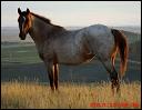 2008_red_roan_filly..frosty