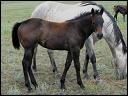 2008_whambam_filly