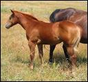 quincys_ashwood_sue_filly_2007