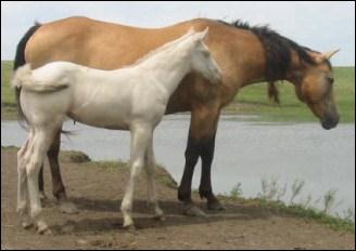 2007_tawny_top_cremelo_filly.jpg