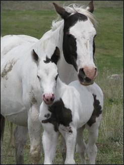 2010_molly_and_colt.jpg