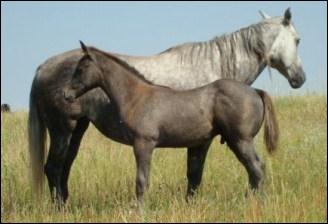 windchester_and_gray_stud_2007.jpg