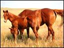 2007_shilos_norma_and_stud_colt