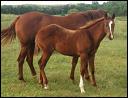 images-mares