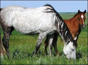2009_docs_twisty_whizz_mare_and_filly.jpg