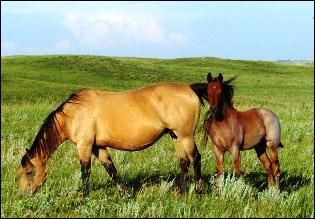 2009_tawny_top_and_filly.jpg