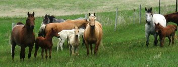Quality Foundation Quarter Horse Mares - Breeding stock