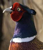 Ring-necked pheasant.